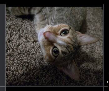 Zell -  Domestic Short Hair Cat for Adoption in Lafayette, Colorado - Zell | PetCurious