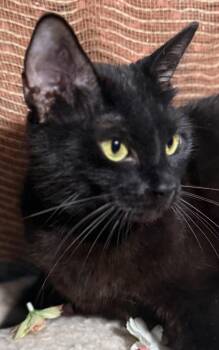 Domestic Short Hair Cats Available for Adoption in Ocean Springs, Mississippi - Luna | PetCurious