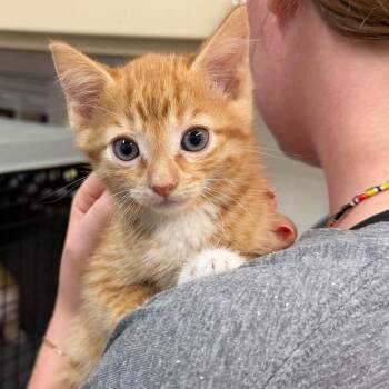 Gideon -  Domestic Short Hair Cat for Adoption in Ardmore, Oklahoma - Gideon | PetCurious