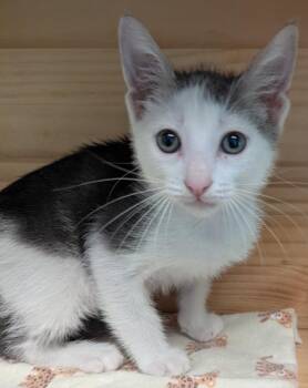 Muenster -  Domestic Short Hair Cat for Adoption in Cape Coral, Florida - Muenster | PetCurious