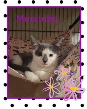 Rescue Tabby Cats for Adoption in North Richland Hills, Texas - Manitoba - Courtesy Post | PetCurious