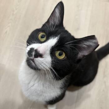 Domestic Short Hair Cats Available for Adoption - Mac | PetCurious