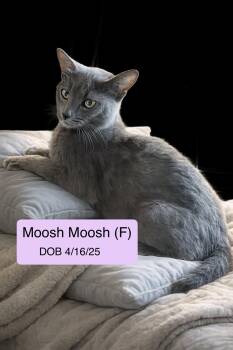 Moosh-Moosh -  Domestic Short Hair Cat for Adoption in Vacaville, California - Moosh-Moosh | PetCurious