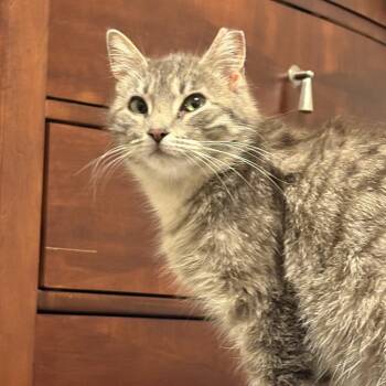 Rescue Domestic Short Hair Cats for Adoption in Tulsa, Oklahoma - MoonStone | PetCurious