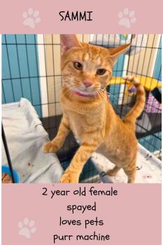 Sammi -  Domestic Short Hair Cat for Adoption in Beckley, West Virginia - Sammi | PetCurious