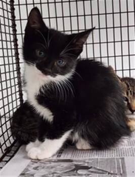 Domestic Short Hair Cats Available for Adoption in Fort Lauderdale, Florida - A2475921 | PetCurious