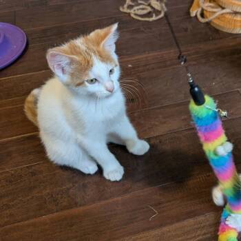 Wilhelm (Grimm) -  Domestic Short Hair Cat for Adoption in Woodstock, Virginia - Wilhelm (Grimm) | PetCurious