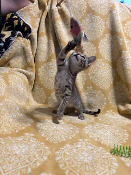 Domestic Short Hair Cats Available for Adoption in Wheaton, Illinois - Corriander | PetCurious