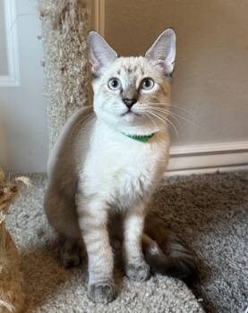 Hank -  Siamese Cat for Adoption in Bentonville, Arkansas - Hank | PetCurious