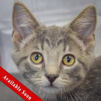 Minestrone -  Tabby and Domestic Short Hair Cat for Adoption in Huntley, Illinois - Minestrone | PetCurious