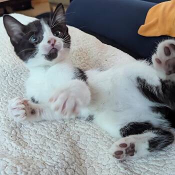 Domestic Short Hair Cats Available for Adoption in Houston, Texas - Lenny | PetCurious