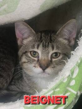 Rescue Domestic Short Hair Cats for Adoption in Rome, Georgia - Beignet | PetCurious