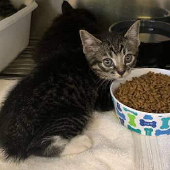Nico Di Angelo -  Domestic Long Hair Cat for Adoption in Fredericksburg, Virginia - Nico Di Angelo | PetCurious