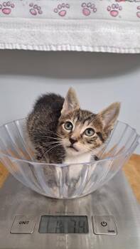 jaspurr -  Tabby Cat for Adoption in Margate, Florida - Jaspurr | PetCurious