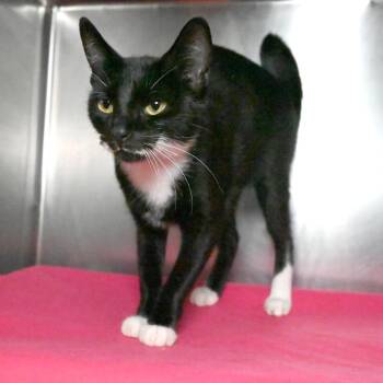 Arya -  Domestic Short Hair Cat for Adoption in West Palm Beach, Florida - Arya | PetCurious