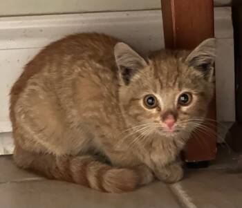 Rescue Domestic Short Hair Cats for Adoption in Darien, Georgia - Pumpkin | PetCurious