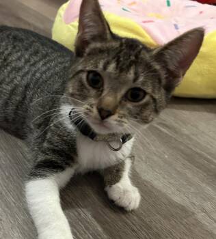 Rescue Domestic Short Hair and Tabby Cats for Adoption in Lemont, Illinois - Safa | PetCurious