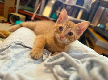 Archie -  Domestic Short Hair Cat for Adoption in East Lansing, Michigan - Archie | PetCurious