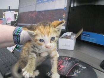 LADYBUG -  Domestic Short Hair Cat for Adoption in Ocala, Florida - LADYBUG | PetCurious
