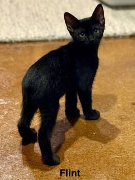 Rescue Domestic Short Hair Cats for Adoption in Knoxville, Tennessee - Flint | PetCurious