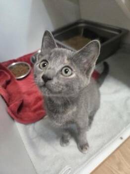 Bristles -  Domestic Short Hair Cat for Adoption in Savannah, Georgia - Bristles | PetCurious