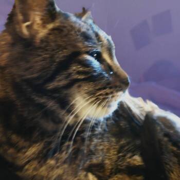 Peaches -  Domestic Short Hair Cat for Adoption in Philadelphia, Pennsylvania - Peaches | PetCurious