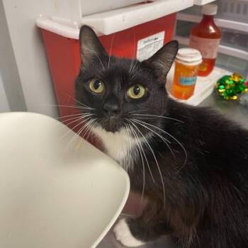 Miss Vanjie -  Domestic Short Hair Cat for Adoption in Lansing, Michigan - Miss Vanjie | PetCurious