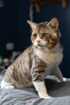 Biggie -  Tabby Cat for Adoption in Ocala, Florida - Biggie | PetCurious