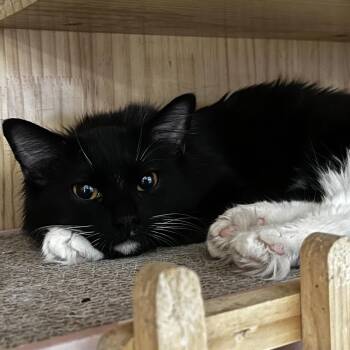 Domestic Medium Hair Cats Available for Adoption in Yucca Valley, California - Mabel | PetCurious