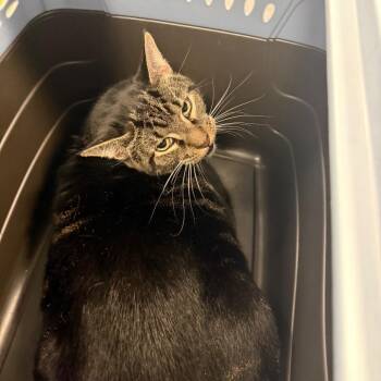 Prici -  Domestic Short Hair Cat for Adoption in Philadelphia, Pennsylvania - Prici | PetCurious