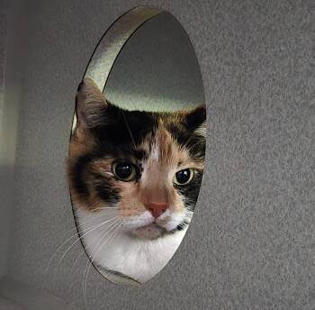 Patches -  Domestic Short Hair Cat for Adoption in Viroqua, Wisconsin - Patches | PetCurious
