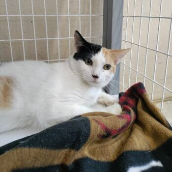 Rescue Domestic Short Hair Cats for Adoption in Medford, Oregon - Halia | PetCurious