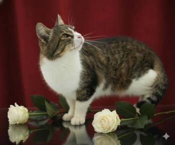 Rescue Domestic Short Hair Cats for Adoption in Bowling Green, Kentucky - Sarah | PetCurious