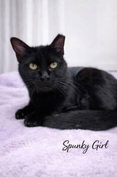 Domestic Short Hair Cats Available for Adoption in Fairfax, Virginia - Spunky Girl | PetCurious