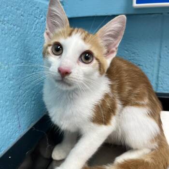 Alex -  Domestic Short Hair Cat for Adoption in Philadelphia, Pennsylvania - Alex | PetCurious