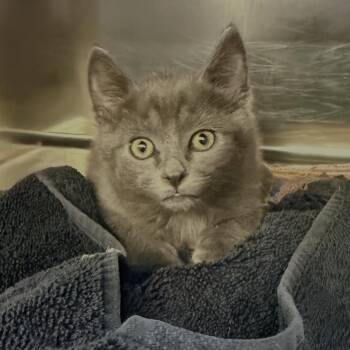 Muscle Man -  Domestic Short Hair Cat for Adoption in Palm Springs, California - Muscle Man | PetCurious