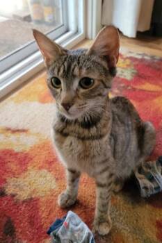 Barbara -  Domestic Short Hair Cat for Adoption in Bellevue, Washington - Barbara | PetCurious