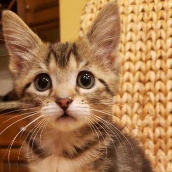 Domestic Short Hair Cats Available for Adoption - Sheeba | PetCurious