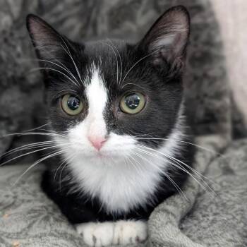 Fawn -  Domestic Short Hair Cat for Adoption in Lexington, Kentucky - Fawn | PetCurious