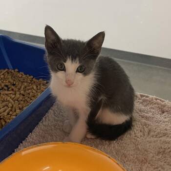Stoney -  Domestic Short Hair Cat Available for Adoption in Dickinson, Texas - Stoney | PetCurious