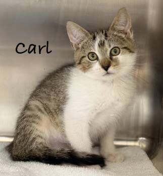 Carl -  Domestic Short Hair Cat for Adoption in Pawleys Island, South Carolina - Carl | PetCurious