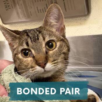 Twilight -  Domestic Medium Hair Cat for Adoption in Asheville, North Carolina - Twilight | PetCurious
