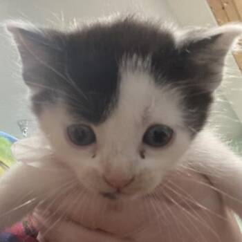 TJ (Jongler) -  Domestic Short Hair Cat for Adoption in Cincinnati, Ohio - TJ (Jongler) | PetCurious