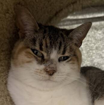 Rescue Domestic Short Hair Cats for Adoption in Eugene, Oregon - Lily Bit | PetCurious