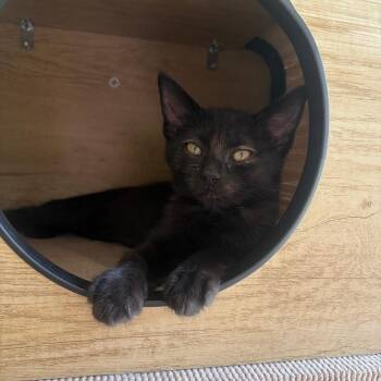 Daisy Aero -  Domestic Short Hair Cat Available for Adoption in Phoenix, Arizona - Daisy Aero | PetCurious