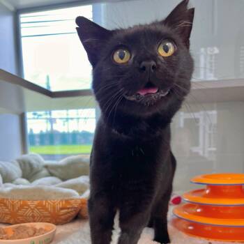 Silas -- Courtesy Post -  Domestic Short Hair Cat for Adoption in Frederick, Maryland - Silas -- Courtesy Post | PetCurious