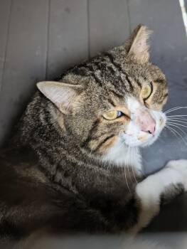 Domestic Short Hair Cats Available for Adoption in Evans, Georgia - Mario | PetCurious