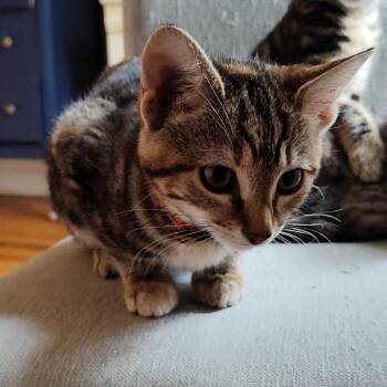 Domestic Short Hair Cats Available for Adoption in Durham, North Carolina - Poof | PetCurious