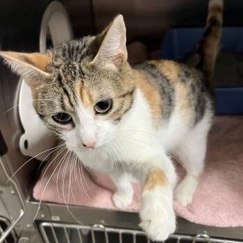 Paisley -  Domestic Short Hair Cat for Adoption in York, Pennsylvania - Paisley | PetCurious