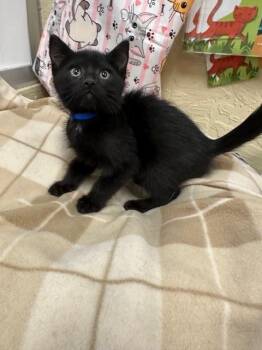 Domestic Short Hair Cats Available for Adoption in Parlier, California - Onyx | PetCurious